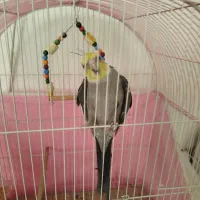 عروس هلندی سخنگو