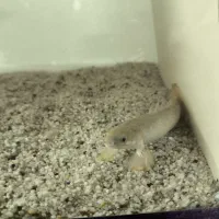 ماهی پولی معمولی|ماهی|یزد, |دیوار