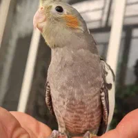 عروس هلندی 4 ماهه سالم و باهوش