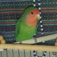 طوطی برزیلی نر دستی و رام|پرنده|شهریار, شهریار|دیوار