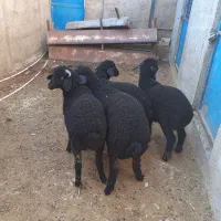 بره نروماده شیرمَست خوراک خورفروشی