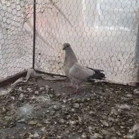 کبوتر|پرنده|شاهین‌شهر, خانه کارگر|دیوار