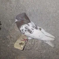 کله ای سرخ  سرور  نر هوایی