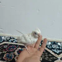 عروس هلندی کاملا دستی|پرنده|گلبهار, شهر جدید گلبهار|دیوار