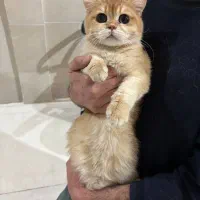 گربه های اسکاتیش و بریتیش نر برای جفتگیری