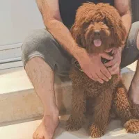 پودل نر اورجینال استاندارد|سگ|شیراز, شهرک مفتح|دیوار