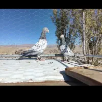 نروماده سار موشی زات عالی تخم جوجه خاطر جمع|پرنده|تربت‌حیدریه, کلاته توکلی|دیوار