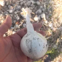 پیاز تشان ارگانیک