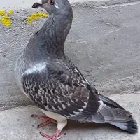 حراج یافروشی هستن|حراج|برازجان, |دیوار