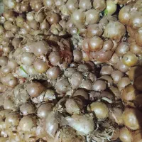 پیاز کله|خوردنی و آشامیدنی|فاروج, |دیوار