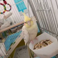عروس هلندی گم شده