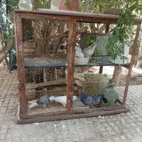 قفس.|لوازم جانبی حیوانات|یزد, |دیوار