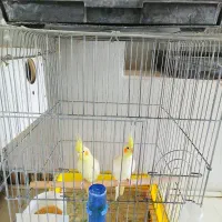 عروس هلندی با جوجه|پرنده|رفسنجان, |دیوار