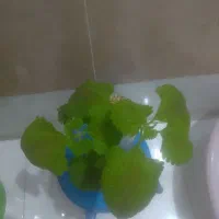 گیاه آپارتمانی