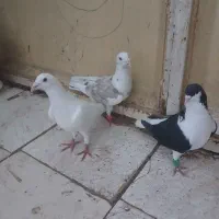کبوتر