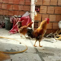 مرغ و خروس محلی