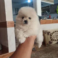 سگ پامر خرسی نر|سگ|مشهد, حرم مطهر رضوی|دیوار