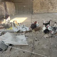 ۲۳عددمرغوخورس گلین فول درجه یک به شرط