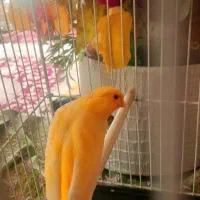 قناری طلایی نر