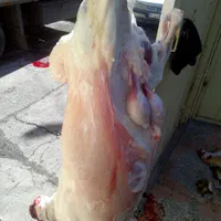 قصاب ذبح گوسفند