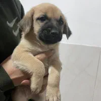 واگذاری توله اشپیتز|سگ|جهرم, |دیوار