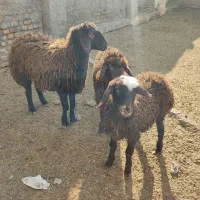 بره نر و ماده