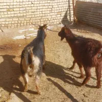 بز بزغاله چاق گوشتی