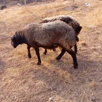 بره نر چاق کوهی برا قربانی