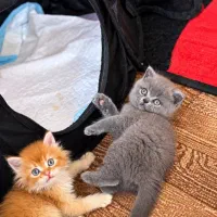 گوگولی های خانگی