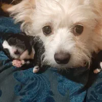 توله سگ شیتزو خالص|سگ|ری, اقدسیه|دیوار