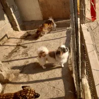 سگ پاکوتاه|سگ|سمنان, |دیوار