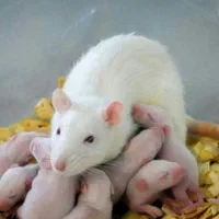 تامین موش های آزمایشگاهی رت و مایس