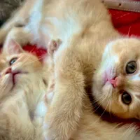 فروش گربه پرشین اسکاتیش|گربه|بندرعباس, |دیوار