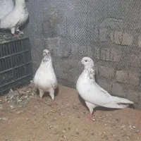تعداد۳۰تاکبوترکله برنجی وسفیدودوبال|پرنده|مینودشت, |دیوار
