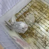 جوجه عروس هلندی سرلاکی|پرنده|گناباد, |دیوار