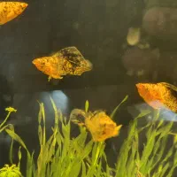 مولی گوپی پلاتی سوارتیل آنجل|ماهی|مشهد, فرهنگیان (شهرک غرب)|دیوار