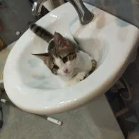 بچه گربه نر پنج ماهه|گربه|پرند, فاز ۶|دیوار