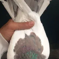 کفتر رنگی سرور