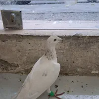 کفتر سار هفترنگ ماده
