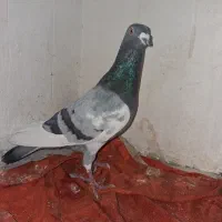 قره یهودی سبز صیدقلدر