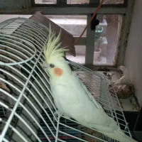 عروس هلندی نر  نیمه رام