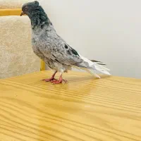 ماده کوهی دمسفید چاپی|پرنده|اهواز, سپیدار|دیوار