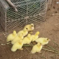 جوجه اردک