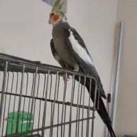 سه عدد عروس هلندی نر بالغ|پرنده|لنگرود, |دیوار