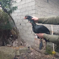 مرغ ی تیغ مشکی|پرنده|چابکسر, |دیوار