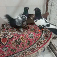 پنج تا حیون نر قلدر رنگه پرشی بضمانت کفتر بوم