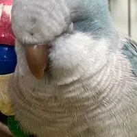 طوطی راهب بلواسکای