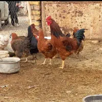 مرغ تخم گذار وخروس