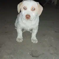 سگ پا کوتاه|سگ|گنبد کاووس, |دیوار