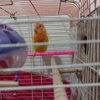 کوتوله برزیلی